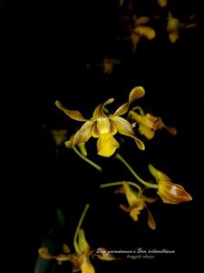 Dendrobium parnatanum-trilamellatum