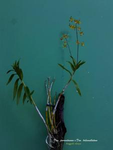 Dendrobium parnatanum-trilamellatum