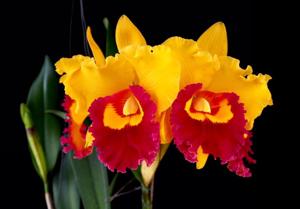 Rhyncholaeliocattleya Village Chief Triumph