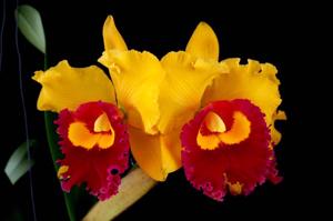 Rhyncholaeliocattleya Village Chief Triumph