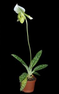 Paphiopedilum Clair de Lune