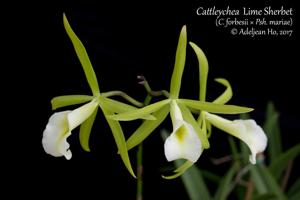 Procatavola Key Lime Stars