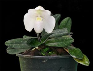 Paphiopedilum Doctor Jack