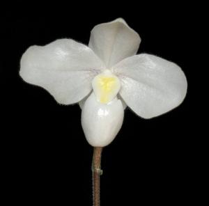 Paphiopedilum Deception II