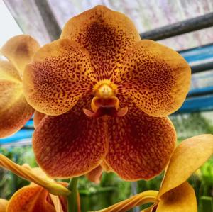 Vanda Siam Spots