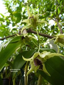 Dendrobium Wonder Nishii