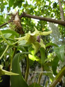 Dendrobium Wonder Nishii