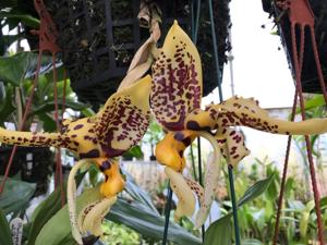 Stanhopea Assidensis