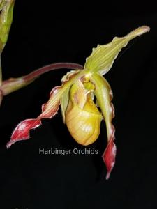 <i>Phragmipedium</i> Mem. Neil Mitchell