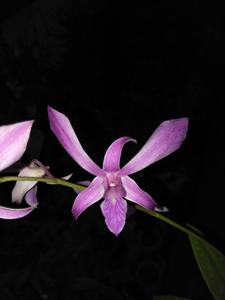 Dendrobium Mini Gipsy