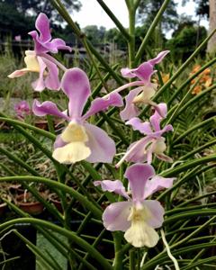 Papilionanda Madame Butterfly