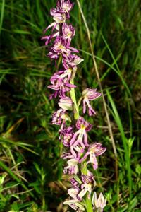 <i>Orchis</i> x <i>macra</i>