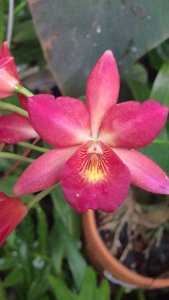 Guaritoniclia Scarlet Inferno