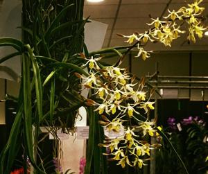 Dendrobium Mighty Mite