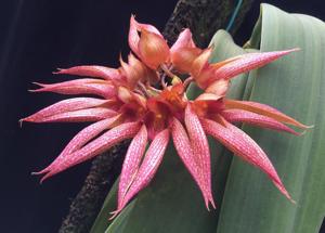 Bulbophyllum Lee Nam Fook