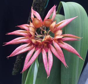 Bulbophyllum Lee Nam Fook