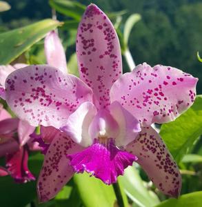 Cattleya Piñata Surprise