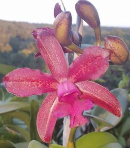 Cattleya Jalapa