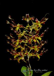 Dendrobium Ly-sutiknoi