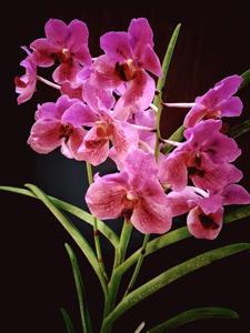 Papilionanda Rosalind Chu