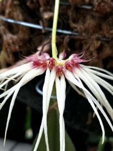 Bulbophyllum Worayuth White Fang