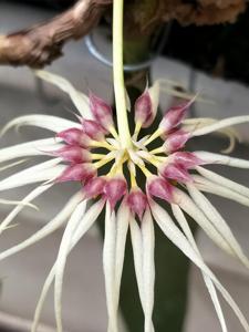 Bulbophyllum Worayuth White Fang