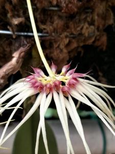 Bulbophyllum Worayuth White Fang