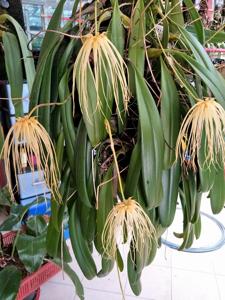 Bulbophyllum Lion King