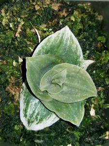 Habenaria Angel Bone