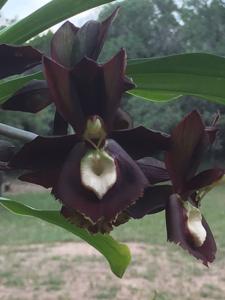 Catasetum Black Knight