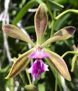 Encyclia Grand Bahama