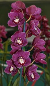 Cymbidium Flaming Vulcan