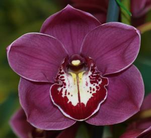 Cymbidium Flaming Vulcan