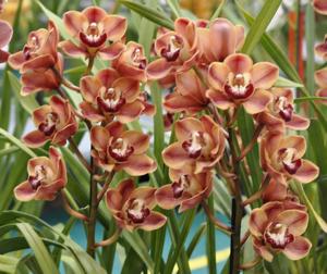 Cymbidium Flaming Pepper