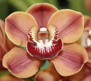 Cymbidium Flaming Pepper