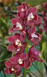 Cymbidium Flaming Vulcan