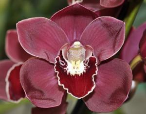 Cymbidium Flaming Vulcan