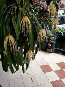 Bulbophyllum Lion King