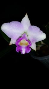 Cattleya Teipels Sincolori