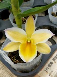 Dendrobium Pittero Gold