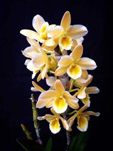 Dendrobium Pittero Gold