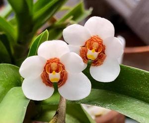 Sarcochilus Yvette