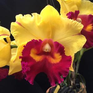 Rhyncholaeliocattleya Nakornchaisri Delight