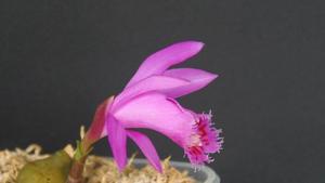 Pleione Fuego