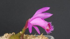 Pleione Fuego