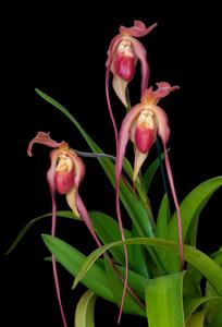 Phragmipedium Cahaba Phyllis Bailey