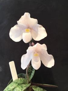 Paphiopedilum Mystic Isle