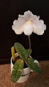 Paphiopedilum Mystic Isle