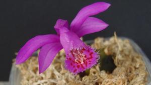 Pleione Fuego