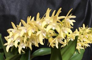 Dendrobium Ronald Banks